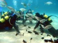 /album/fotogaleria-cursos-padi/buceo-jpg/