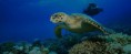 /album/fotogaleria-curso-advanced-open-water-diver/slide-3-jpg/