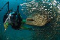 /album/fotogaleria-curso-divemaster/scuba-diving-koh-tao-thailand-41-jpg/